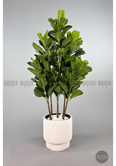 Biçiçek Keman Yapraklı Kauçuk Bi̇tki̇si̇ 150cm 5 Gövdeli̇ 130 Yapraklı Beyaz Vega Saksıda