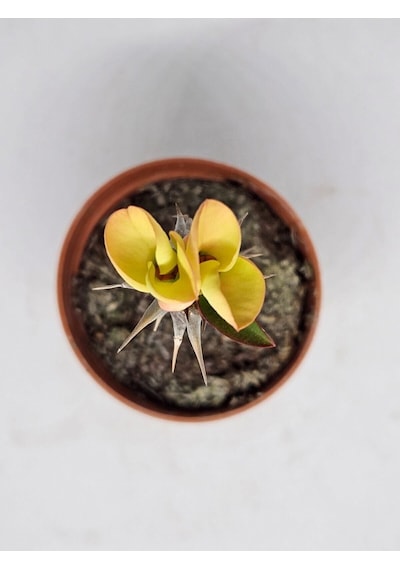 Taylanda Mili - Dikenler Tacı Iri Ebrulî Çiçek Açan Bitki Boyu 5-7 Cm'dir 5.5cm Saksılı-9088096634096