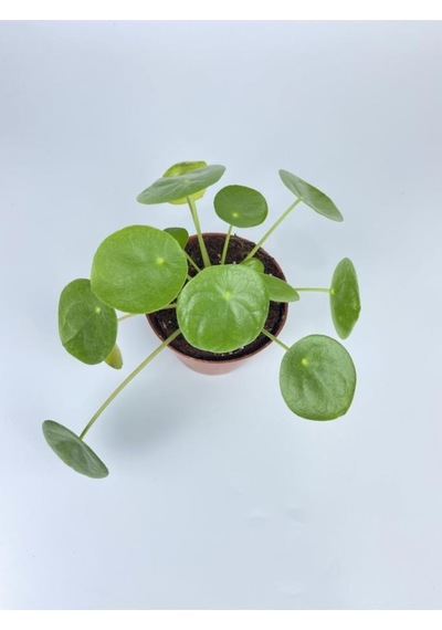 Çin Para Çiçeği Ev Salon Çiçeği Pilea Çiçeği Peperomioides