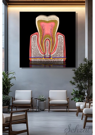 Kare Kanvas Duvar Tablosu Tekli Ağız Diş Sağlığı Dişçi Azı Dişinin Anatomisi 3d Diş Kesiti Çok Renkli