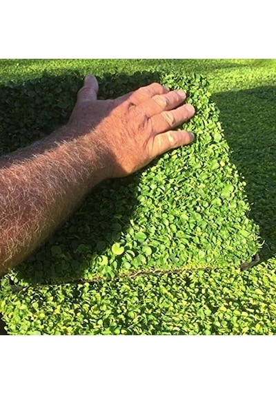 Dona Dayanıklı Dichondra Repens Fare Kulağı Tohumu 100