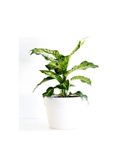 Difenbahya Çiçeği Fidanı 20-40cm Saksılı Çiçekli Bodur Bitkiler Dieffenbachia