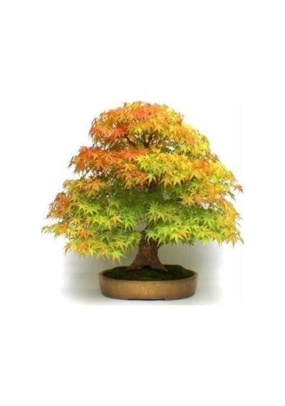Nadir Ithal Bodur Flamingo Bonsai Ağacı Tohumu Ekim Seti 5 Tohum Saksı Toprak Kombin
