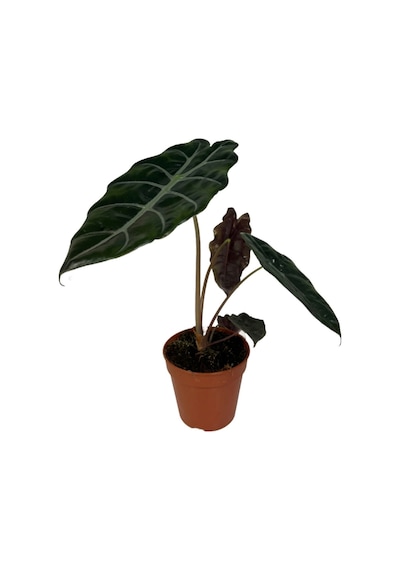 Alocasia Chantrieri (Fil Kulağı) Ø12 CM 25-30 CM