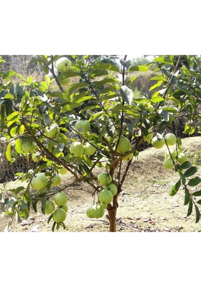 Nadir Ithal Psidium Guava Meyvesi Tohumu Ekim Seti 3 Tohum Saksı Toprak Kombin
