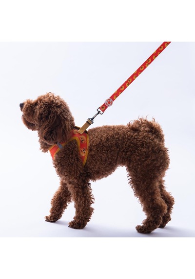 Poodle Leash Poodle Desenli Kedi Köpek Sevk & Gezdirme Kayışı Köpek Uzatma Tasması Turuncu