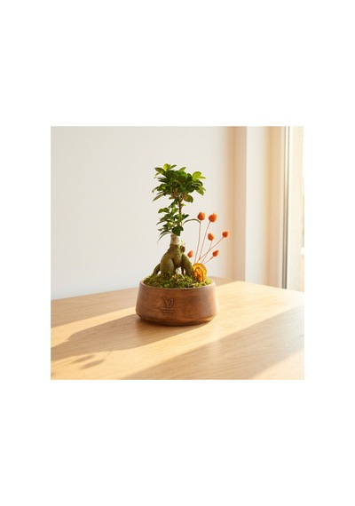 Bonsai Ginseng Aşılı