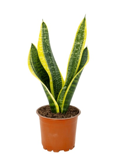 Sanseveria Paşa Kılıcı 20-40 Cm-5947