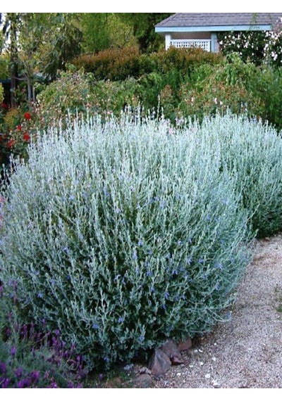 Videolu 1 Adet Zeytin Çalısı Fidanı 60-80cm Saksılı Olive Bush
