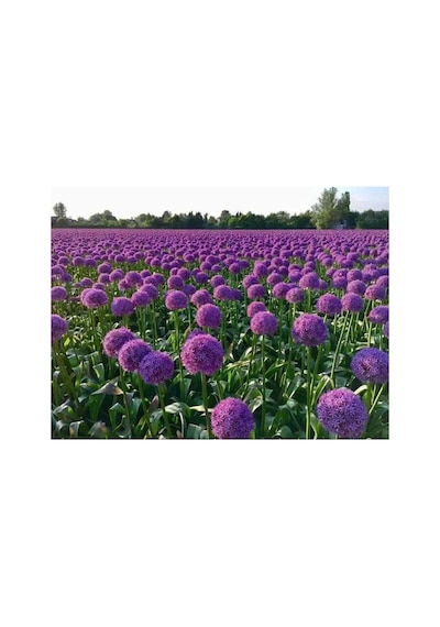 Tohum Dünyam 20 Adet Giant Ball Onion Allium Christophii Huge Hardy Perennial Tohumu