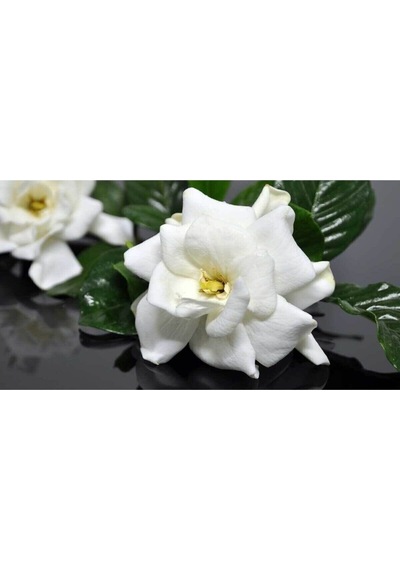 Gardenya Jasminoides Kokulu Gardenya Ev Ve Ofis Bitkisi 30 Cm 1.kalite