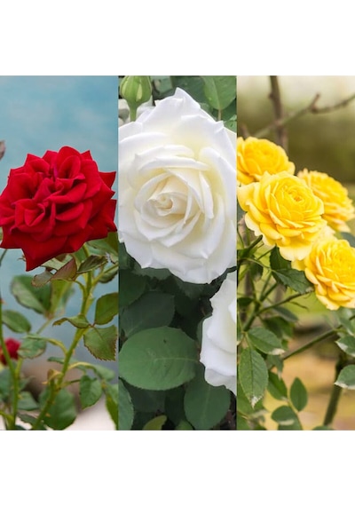 Videolu 3 Adet Kırmızı Beyaz Ve Sarı Gül Fidanı Saksılı 45-85 Cm Red White And Yellow Rose Sapling