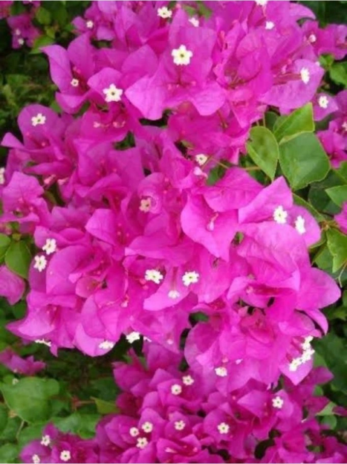 Pembe Begonvil Fidanı 10-20 Cm