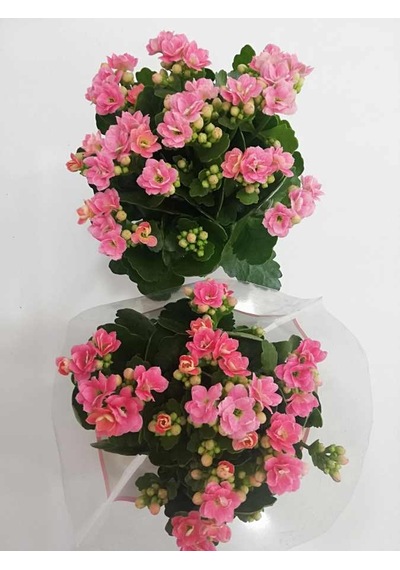 Kalanchoe Flower Seedling Kalanchoe Çiçeği Fidanı Kalanşo Pembe 10-20 Cm