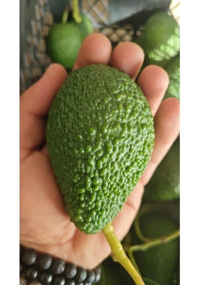 Avokado 20 Adet 120-250gr