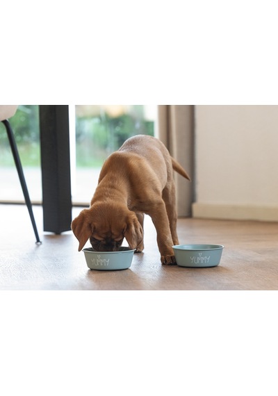 Beeztees Yavru Köpek Mama Su Kabı, Paslanmaz Çelik, Kaymaz Taban, Turkuaz, 13cm, 470ml