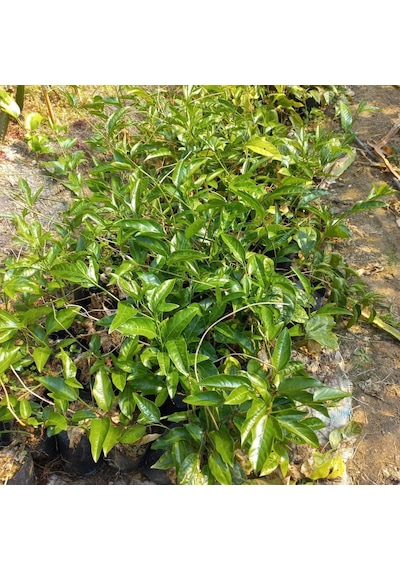 Sarı Meyveli Çarkıfelek Pasiflora Edulis Panama Gold