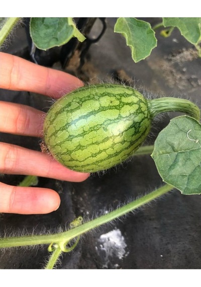 Nadir Ithal Saksılık Baby Karpuz Tohumu Ekim Seti 3 Tohum Saksı Toprak Kombin