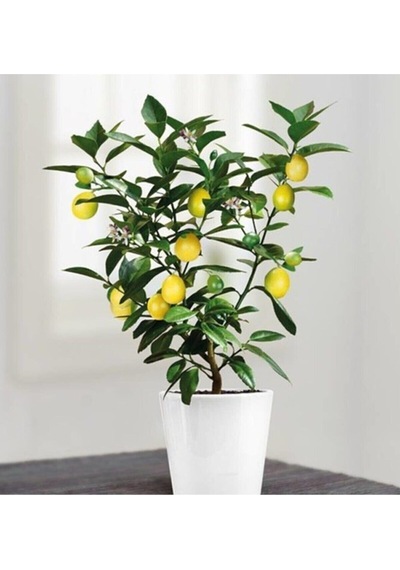 Nadir Ithal Limon Bonzai Ağacı Tohumu 10 Tohum Bonsai Tohumu