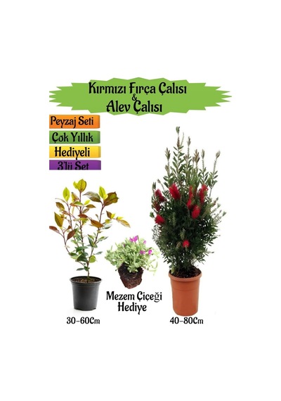 Kırmızı Fırça Çalısı+alev Çalısı Fidanı+mezem Çiçeği Peyzaj Seti