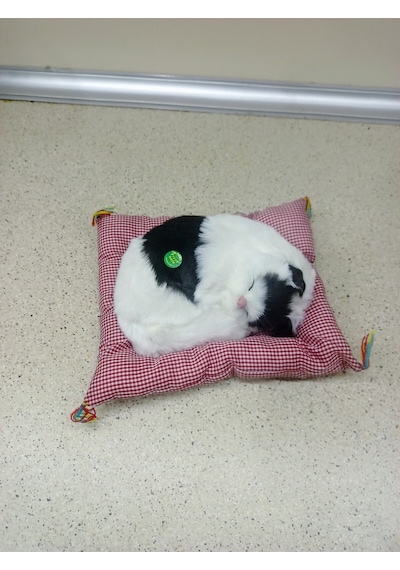 Miyavlayan Minderli Kedi Çok Renkli