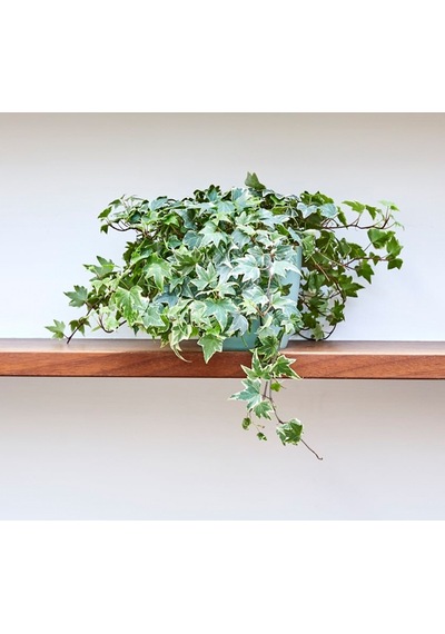 Mini Hedera Alacalı Salon Sarmaşığı- Hedera Helix Variegata Ask