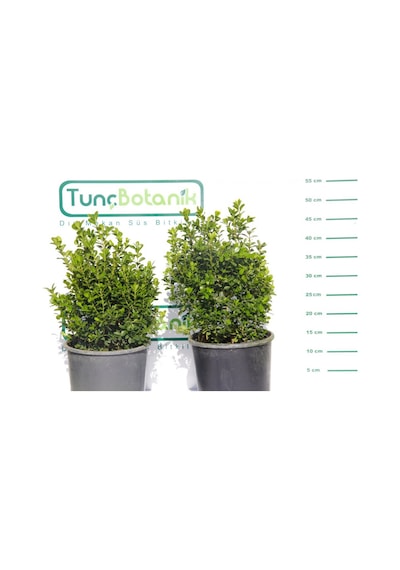 Şimşir Rotundifolia 3 Adet Paket - 4 Mevsim Yeşil Çit Bitkisi