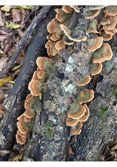 Şifa Hindikuyruğu Coriolus Versicolor 80 G