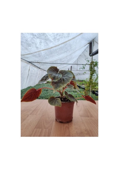Begonia Pink Yağlı Begonya 10-20 Cm