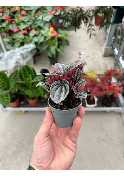 Peperomia Caperata 'Caracas' (Zümrüt Dalgası Çiçeği) Ø5,5 CM Y0-10 CM