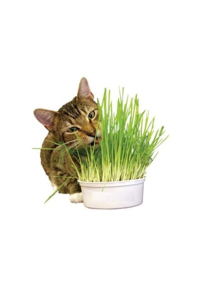 Kedi Çimi Tohumu 100 Gram Tohum Çim Tohumu Kedi Otu Tohumu