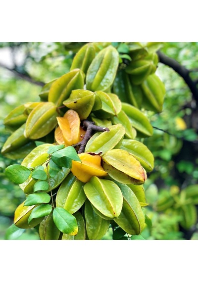 Aşılı Starfruit Fidanı 4 Yaş 100 Cm