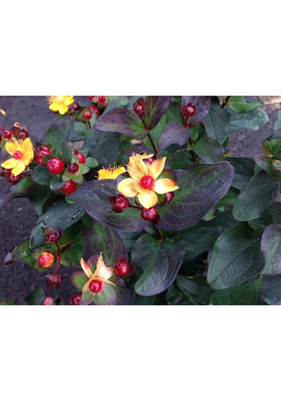Siyah Kantaron Çalısı 5 Adet - Hypericum Inodorum Magical Black