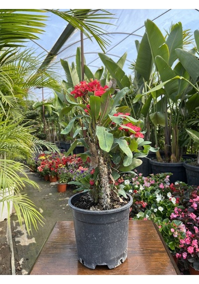 Videolu Dikenler Tacı 25 40 Cm Saksılı Kaktüs Euphorbia