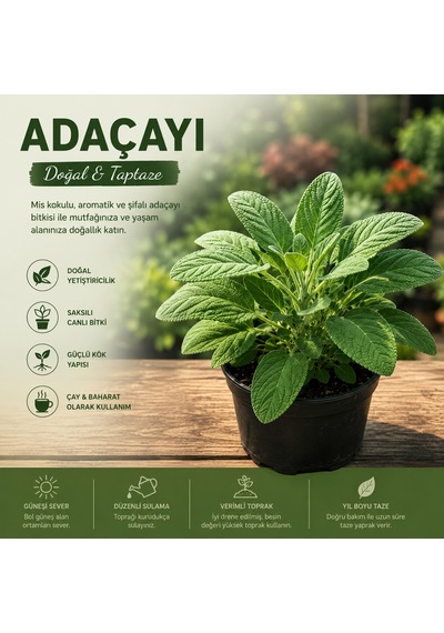 Saksılı Adaçayı Bitkisi Salvia Officinalis Aromatik Şifalı Bitki Canlı Adaçayı Fidesi 20-30 Cm