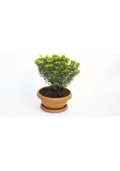 Bonsai Euonymus Microphyllus Aurea Fidanı - 5 Adet