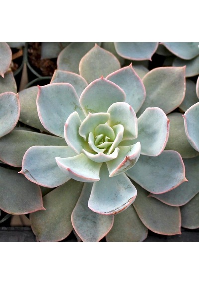 Echeveria Morning Beauty - Sabah Güzeli Sukulent 50 Adet