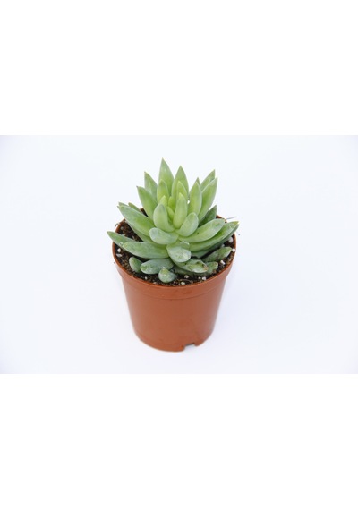 Sedum Nicaeensis 5 Adet Sukulent