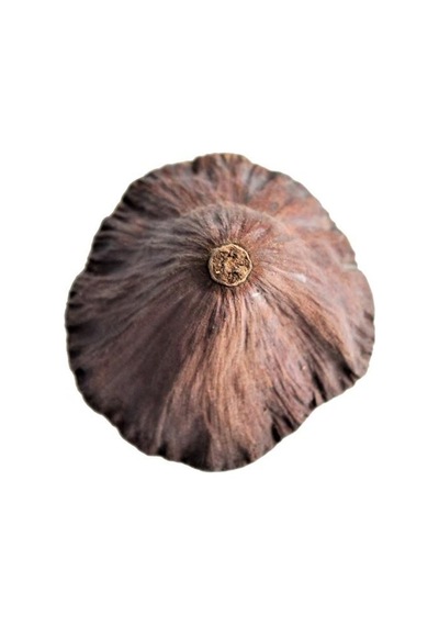 Succulent Lotus Plant Gerçek Lotus Çiçeği Kuru Çiçek 4 Adet