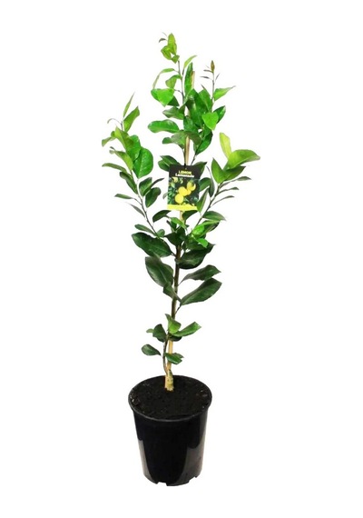 MAYER LİMON FİDANI(Yediveren) - 3 YAŞ AŞILI ve TÜPLÜ 100-150 cm