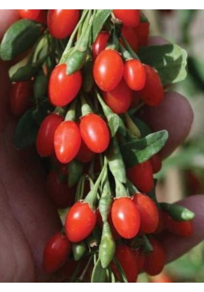 Ithal Gojiberry Tohumu Ekim Seti