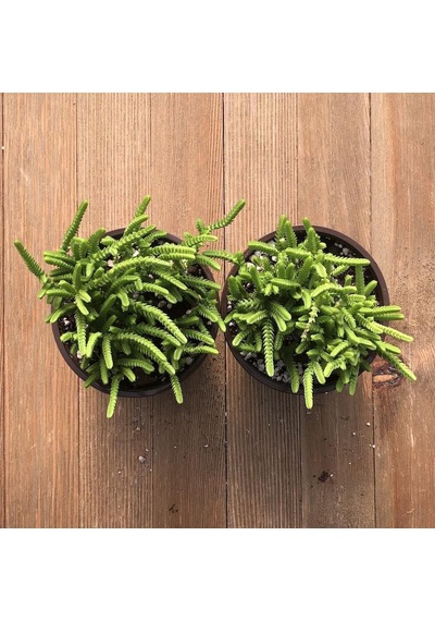 Crassula Muscosa - 50 Adet Sukulent - Teraryum Bitkisi