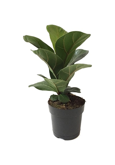 Ficus Lyrata 'Bambino' (Kauçuk Çiçeği) Ø12 CM Y30-35 CM Ficus Lyrata 'Bambino' (Kauçuk Çiçeği) Ø12 CM Y30-35 CM