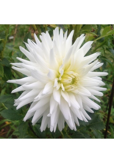 My Love Dahlia İri Yıldız Çiçeği Yumrusu 1 Adet