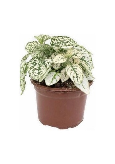 Hipoestes Phyllostachya Hostes Çiçeği Beyaz Yeşil Çilli Yaprak Çiçeği
