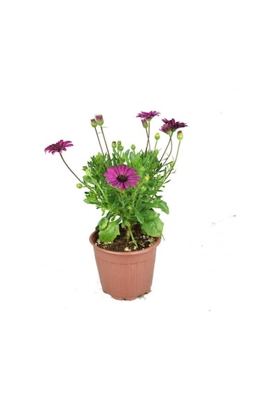 Bodrum Papatyası 3 Adet Pembe Ve Mor Renkli