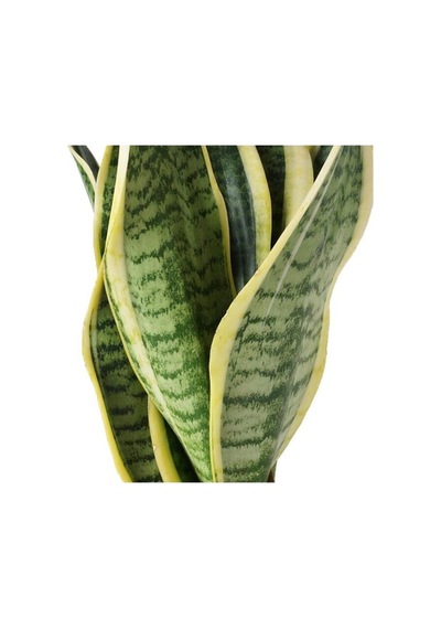 Isparta Gülü Sansevieria Paşa Peygamber Kılıcı Çiçeği Trifasciata
