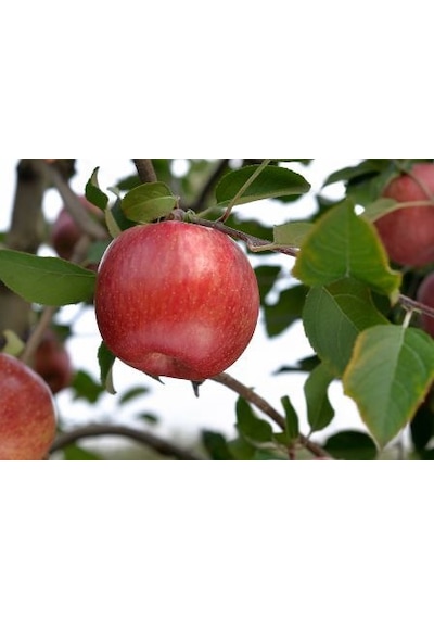 Fuji Kiku Elma Fidanı 3 Adet - Aşılı ve Tüplü