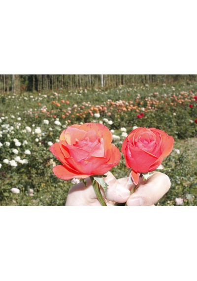 Tüplü Yediveren Aşılı Pasadina Akşam Güneşi Gül Fidanı