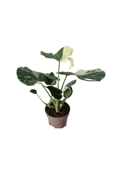 Monstera Deliciosa 'thai Constellation' Deve Tabanı